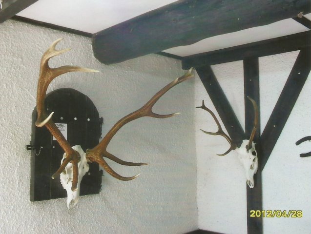 Trofea lowieckie mysliwych kola, wystawy lowieckie